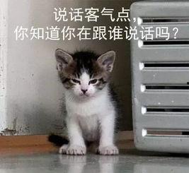 吃瓜娱乐的喵哥是谁啊图片